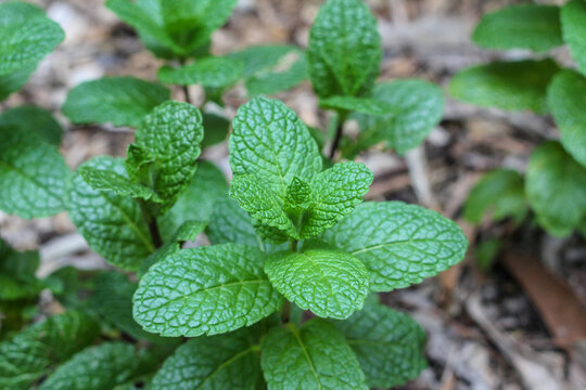 Green mint leaf detail