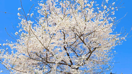 Beautiful spring scenery video of Korea where branches of white cherry blossom trees in full bloom under the blue sky are scattered in the spring breeze