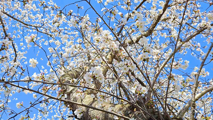 Beautiful spring scenery video of Korea where branches of white cherry blossom trees in full bloom...