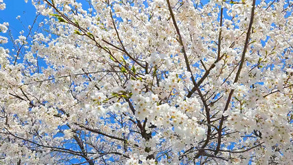 Beautiful spring scenery video of Korea where branches of white cherry blossom trees in full bloom under the blue sky are scattered in the spring breeze