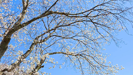 Beautiful spring scenery video of Korea where branches of white cherry blossom trees in full bloom under the blue sky are scattered in the spring breeze