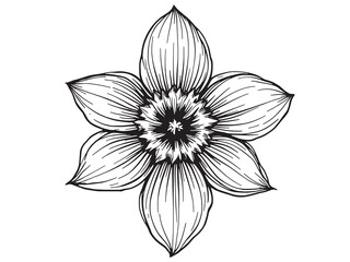 Daffodil line art blooming in vibrant elegance and subtle beauty 