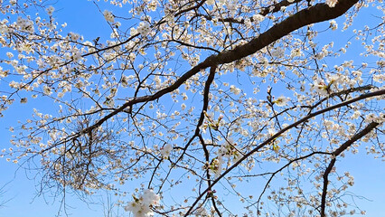 Beautiful spring scenery video of Korea where branches of white cherry blossom trees in full bloom under the blue sky are scattered in the spring breeze