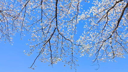 Beautiful spring scenery video of Korea where branches of white cherry blossom trees in full bloom under the blue sky are scattered in the spring breeze © 은수 조