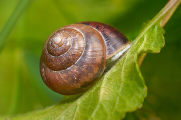 Braunes Schneckenhaus auf einem grünen Blatt in Nahaufnahme