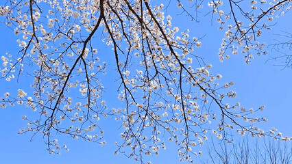 Beautiful spring scenery video of Korea where branches of white cherry blossom trees in full bloom under the blue sky are scattered in the spring breeze