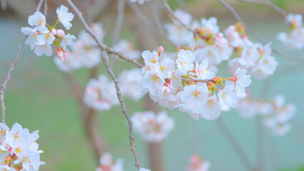 Beautiful spring scenery video of Korea where branches of white cherry blossom trees in full bloom under the blue sky are scattered in the spring breeze