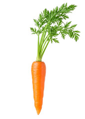 Isolated fresh carrot on white