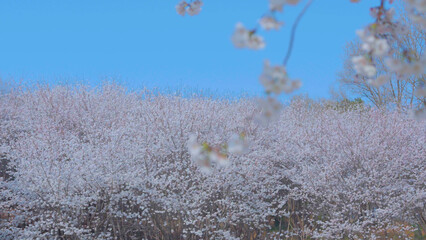 Beautiful spring scenery video of Korea where branches of white cherry blossom trees in full bloom under the blue sky are scattered in the spring breeze