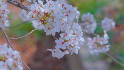 Obraz premium Beautiful spring scenery video of Korea where branches of white cherry blossom trees in full bloom under the blue sky are scattered in the spring breeze