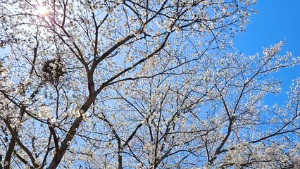 Beautiful spring scenery video of Korea where branches of white cherry blossom trees in full bloom under the blue sky are scattered in the spring breeze