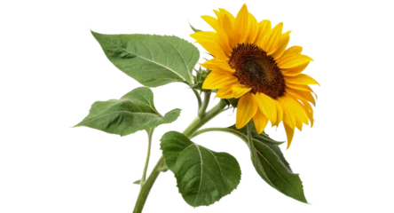 Selbstklebende Fototapeten Yellow sunflower with green leaves isolated on transparent background © Wow Stunning