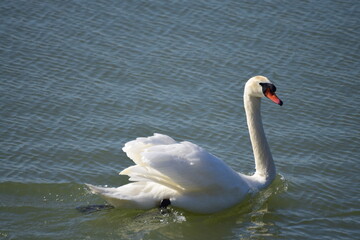 Le cygne sur l'étang