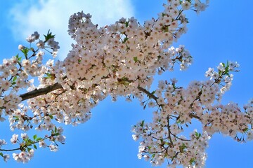 portrait of cherry blossoms in bloom