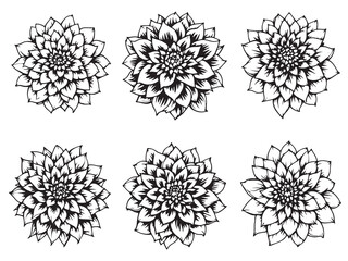 Obraz premium Dahlia line art blooms in bold black strokes 