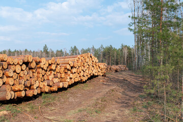 Cut pine tree logs piled in deforested area during daytime. Stacked cut pine logs fill a deforested...