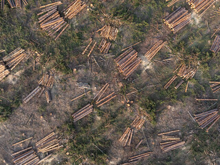 Aerial view of cut pine forest area with logs scattered. Aerial perspective reveals a section of...