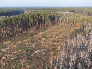 Aerial view of cut pine and birch forest showcasing logging activity. Aerial view reveals cleared...