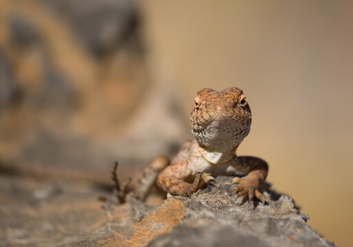 Orange dragon lizard looking at camera