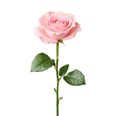 Elegant pink rose cutout background floral design studio setting close-up view for stunning visuals