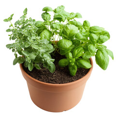 Naklejka premium Herb gardening action indoor planting cutout background natural environment close-up view growth concept