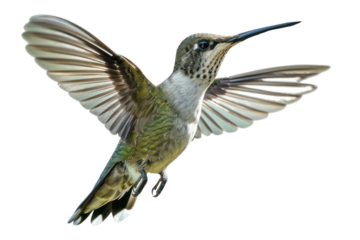 PNG Graceful hummingbird in mid-flight