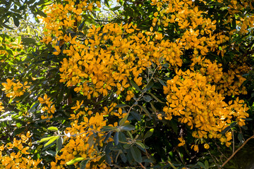 Beautiful yellow flowers of Cassia Fistula
