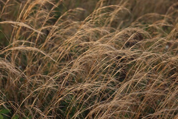 Tall Grass