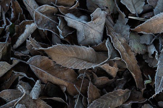 dried autumn leaves in the frost - Powered by Adobe