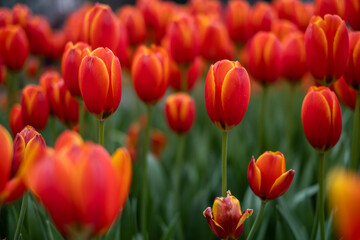 Fototapeta premium Field of Tulips