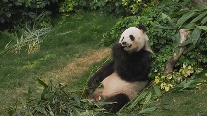 Cute giant panda bear eating bamboo