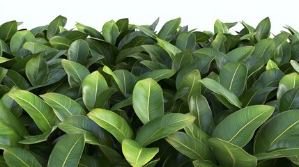 Obraz premium Vibrant Tropical Leaves in Lush Green Against White Background