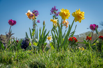 Paris, France - 04 05 2025: Jardin des plantes. Close up shot of colorful flowerbed .