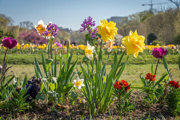 Paris, France - 04 05 2025: Jardin des plantes. Close up shot of colorful flowerbed .