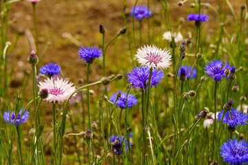 春に咲く青と白い色の矢車菊