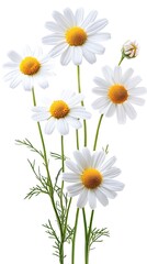 Obraz premium Daisy Flowers with Green Stems and Leaves on Transparent Background