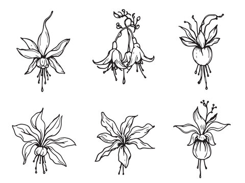Fuchsia Line Art Inspired by Elegant Floral Designs and Shapes 