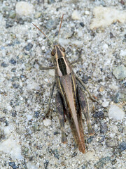 White Banded Grasshopper. Lamenting Grasshopper Eyprepocnemis plorans.