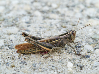 White Banded Grasshopper. Lamenting Grasshopper Eyprepocnemis plorans.