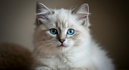 Fototapeta premium High Definition Photos of Cats. Background.