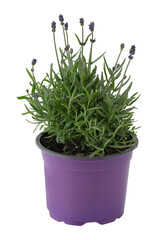 Lavender plants in pots cut out isolated transparent background