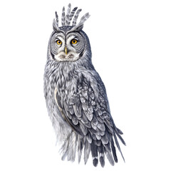 Fototapeta premium Gray owl feathers 3d art illustration transparent background isolated png stock