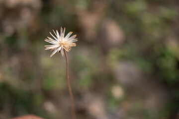 A close-up of a withered wildflower standing solitary against a blurred earthy background.