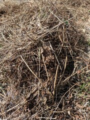 Overgrown Dried Garden Grass brambles and dried branches piles ready for bonfire