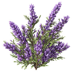 Purple heather patch 3d art illustration transparent background isolated png stock