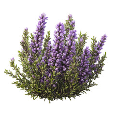 Obraz premium Purple heather patch 3d art illustration transparent background isolated png stock