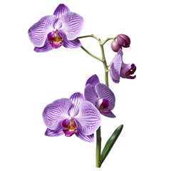 Fototapeta premium Purple orchid bloom 3d art illustration transparent background isolated png stock
