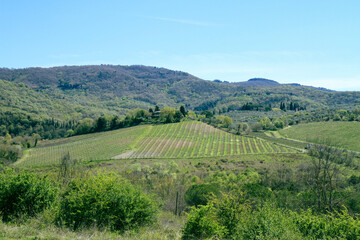 Spring landscape of vineyards on the hills of Tuscany.