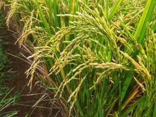 Close-up of Ripening Rice Grains in a Lush Green Paddy Field