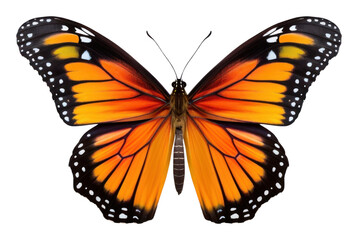 Obraz premium PNG Butterfly butterfly monarch insect.